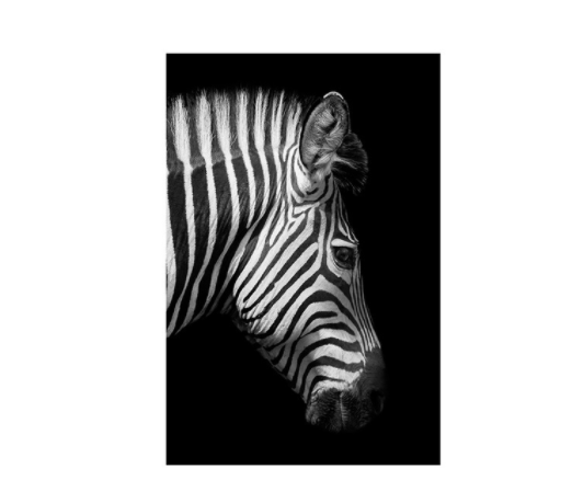 Black And White Zebra , canvas wall art