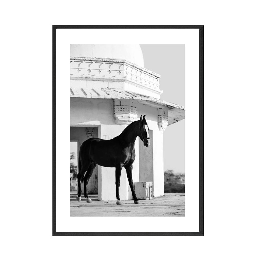 Black And White Animal Horse Canvas wall art