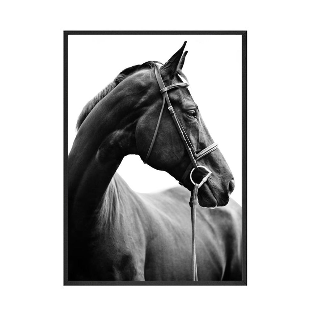 Black And White Animal Horse Canvas wall art