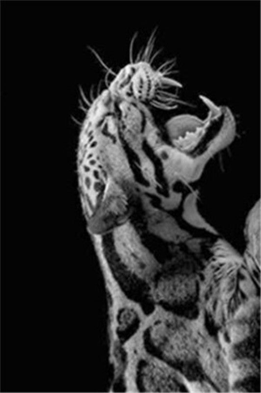 Black And White  Tiger Wall Canvas art